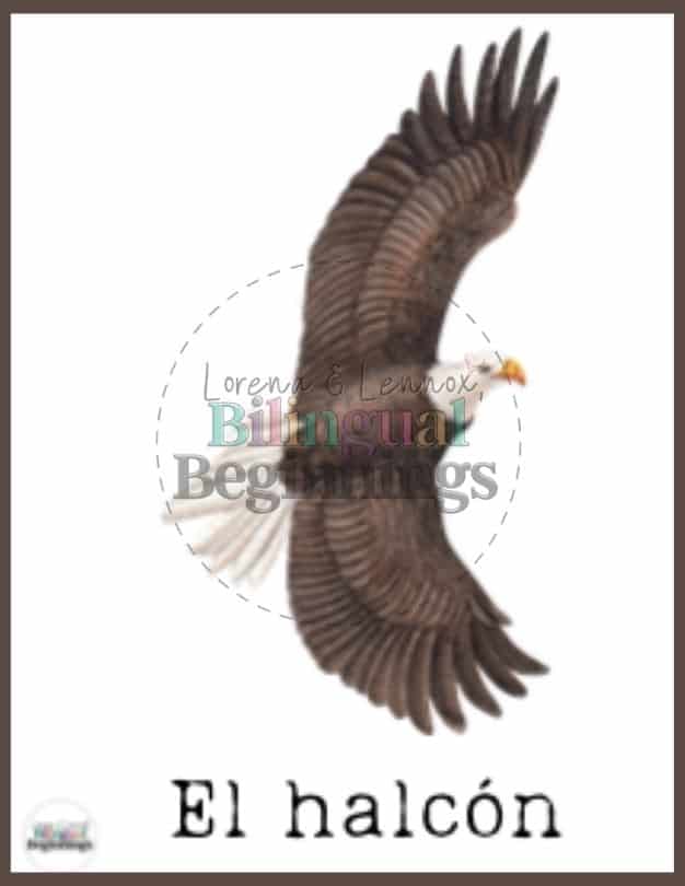 Forest Animal Flash Card in Spanish- El halcón