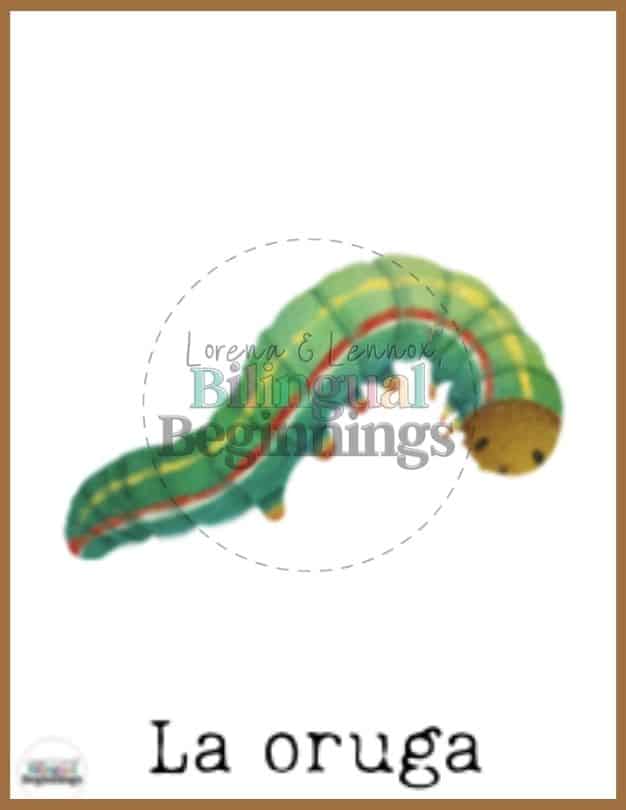 Forest Animal Flash Card in Spanish- La oruga