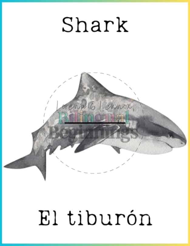 Printable Bilingual Ocean Flashcards in Spanish and English -Shark