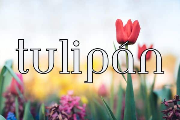 90+ Spring words in Spanish - tulipán
